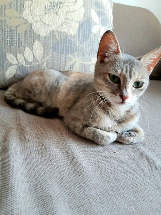 Подарую красуню-кішечку