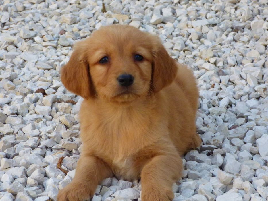 Golden retriever suczka