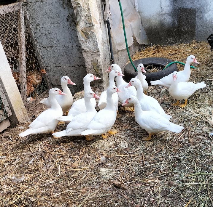 Patos Mudos de boa qualidade