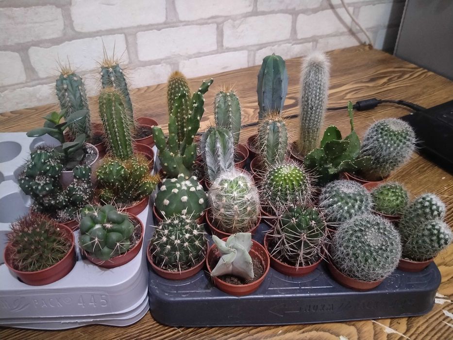 Кактуси різних сортів