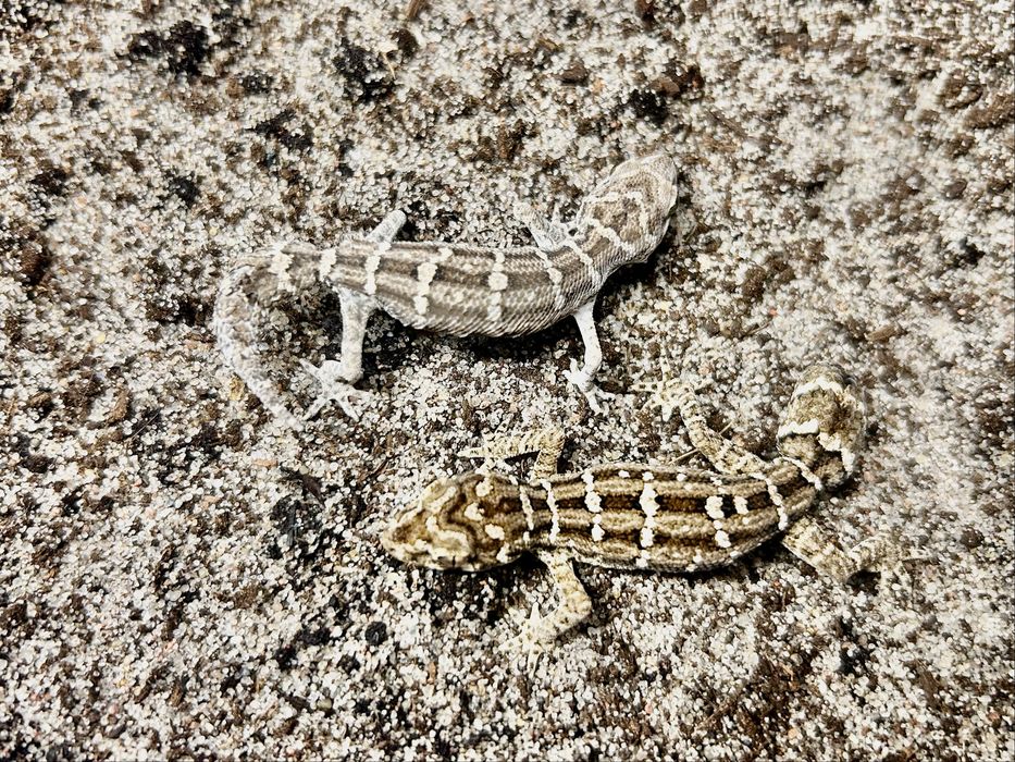 Hemidactylus imbricatus Gekon zmijowy samiec/samica
