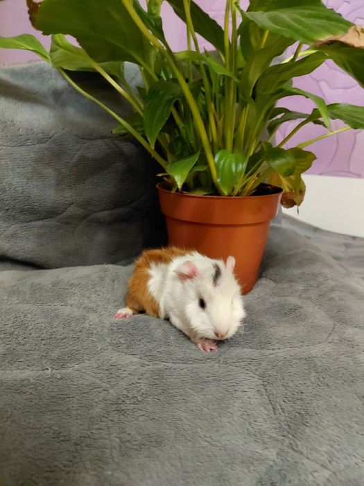 Продаю Морские свинки