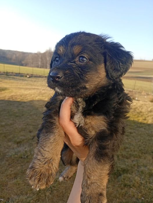 Oddam Kundelki wesołe