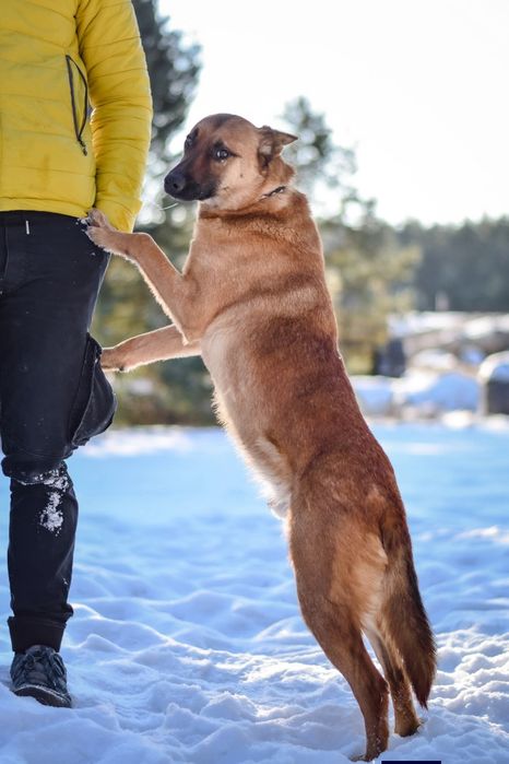 Ziomuś kochany psiak do adopcji