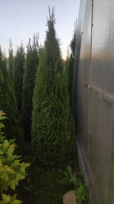 Туя смарагд. Горшок р9