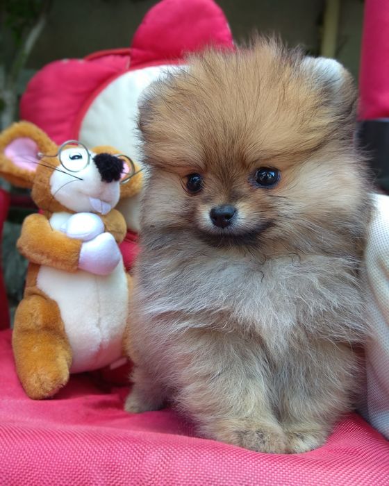 Шпицы малыши док КСУ/ FCI