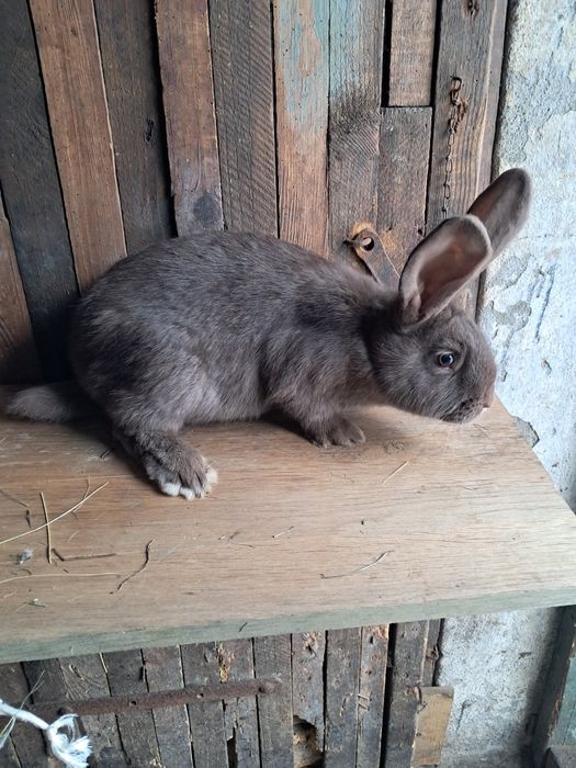 Mlode samiczki srokacz hawana