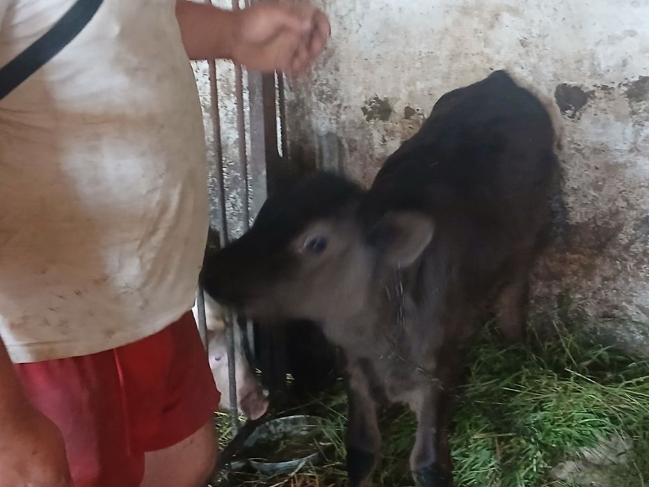 Продам тилицю від молочної корови