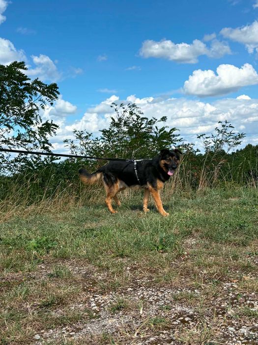 Benzo cudny psiak do adopcji
