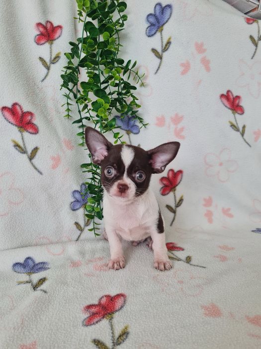 Excecional mini menino Chihuahua/Chiuaua cabeça de maça. de Qualidd