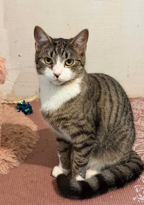 Śliczna młodziutka kotka szuka domu