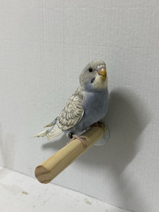 Periquitos australianos criados a mão