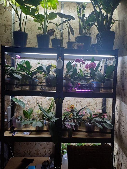 Орхідеї  та  зелені рослини