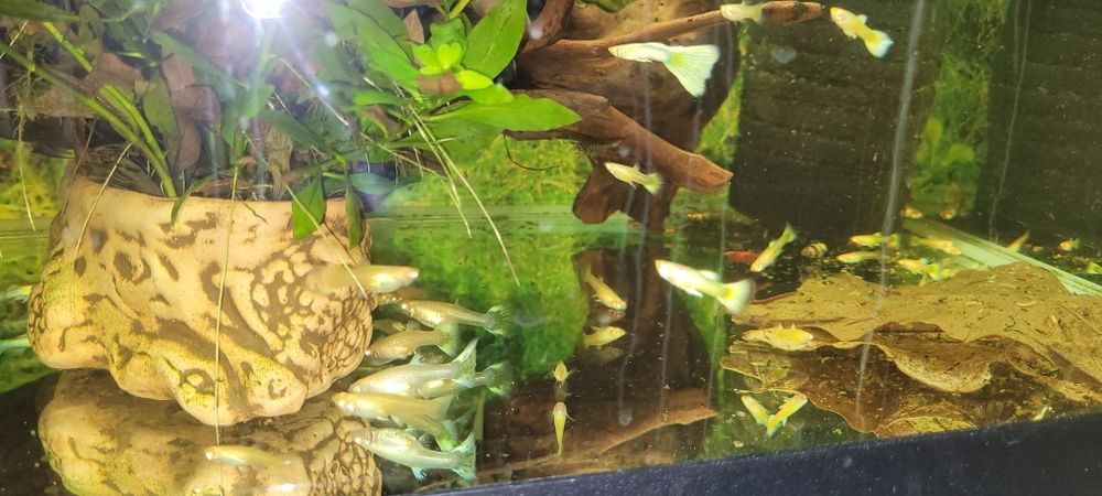 Gupiki albino topaz