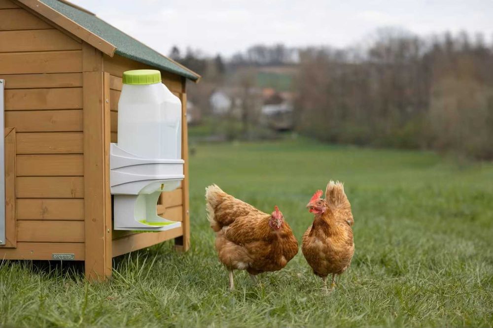 Poidło dla drobiu 10 L SmartCoop