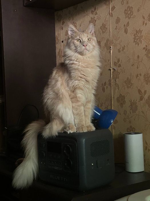 Мейнкун    КСУ