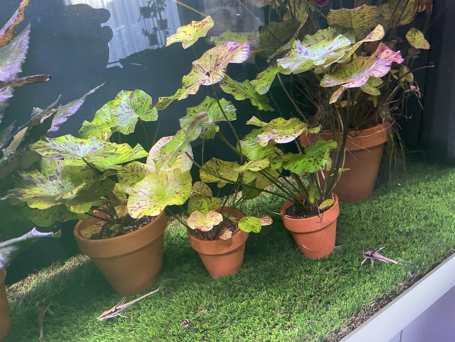 Lotos zielony_Green tiger lotus