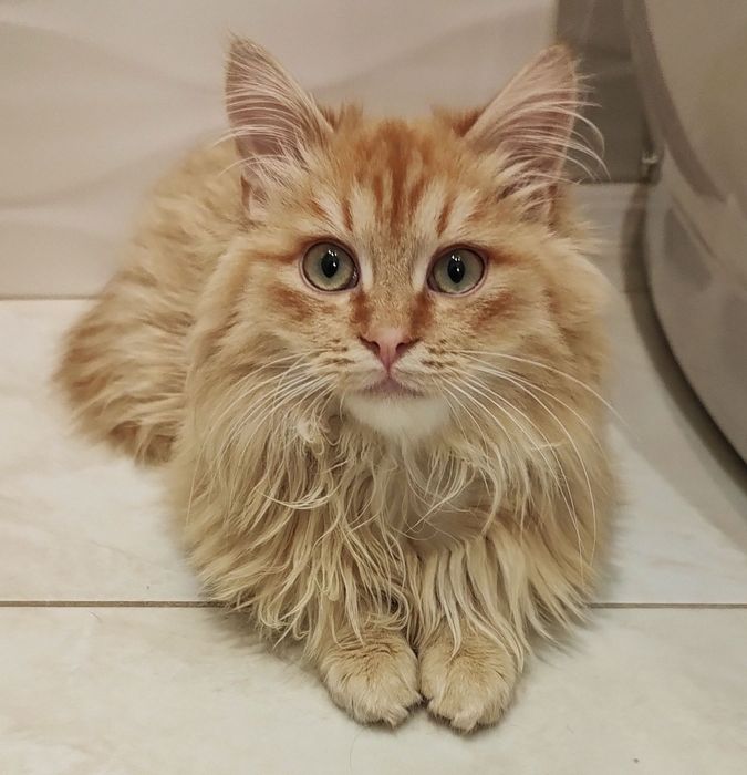 Братики Лорд та Фродо в добрі руки !