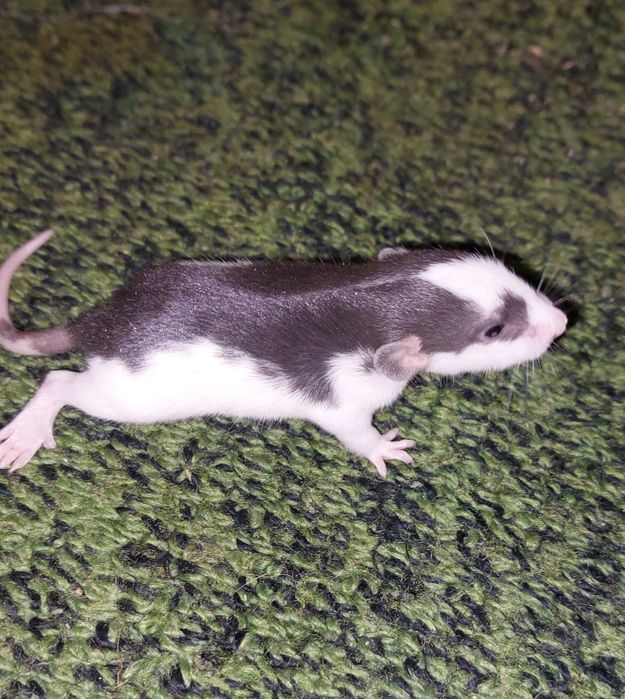 Szczur Szczurek szczurki