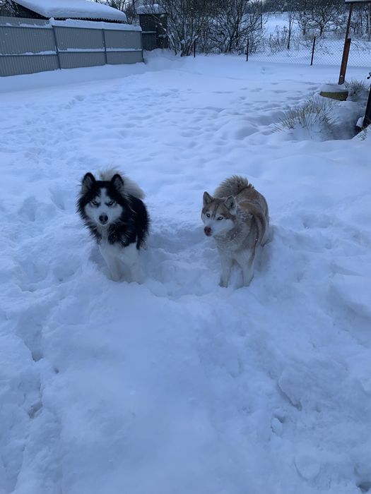 Віддам собаки в добрі руки