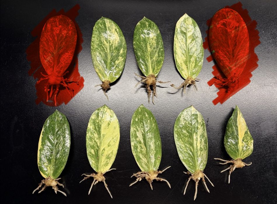 Вариегатный  замиокулькас. Шорт Лив.