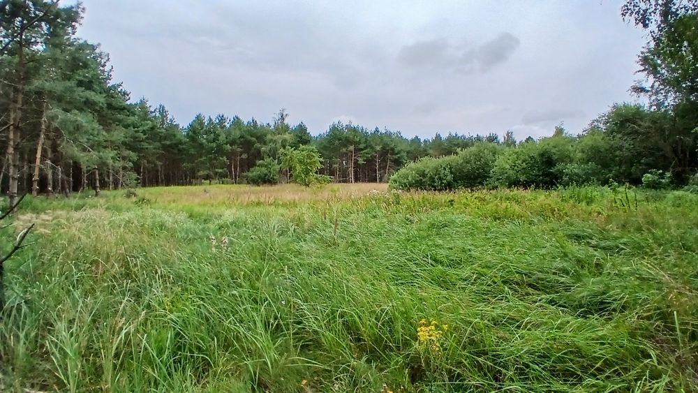 1.76 ha Raj dla koni przy granicy Gniezna! (las + wielka polana pod padok) - Widok 3