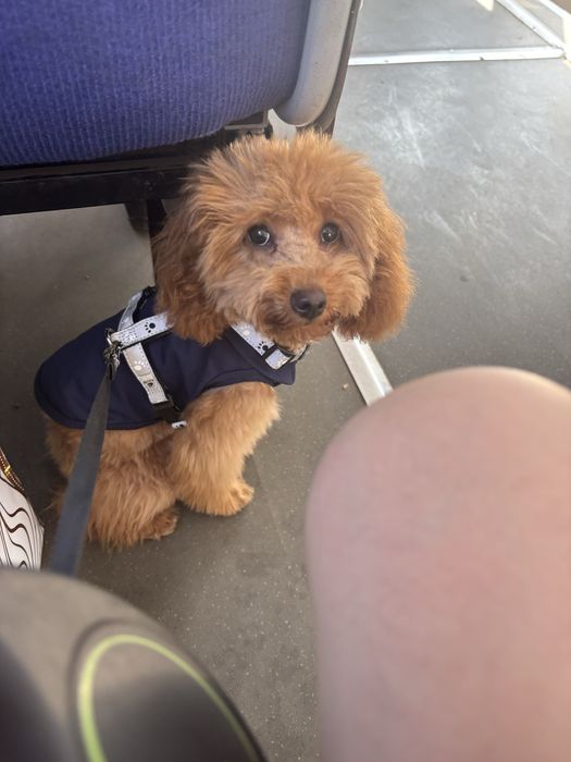 Вязка той-пудель (карликовый)