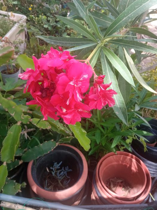 Loendreiros em vaso (oleander)