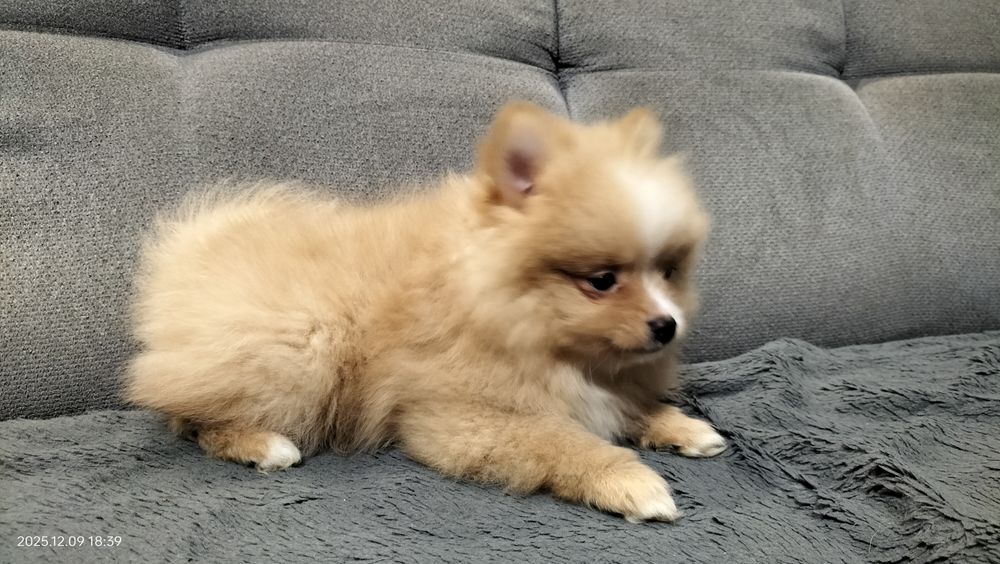 Rudy piesek szpic miniaturowy