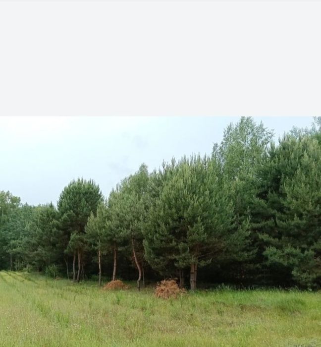 Działka rekreacyjna las staw 1,26Ha