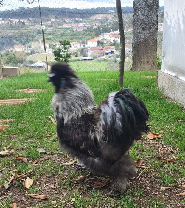 Galo sedosa do Japão USA