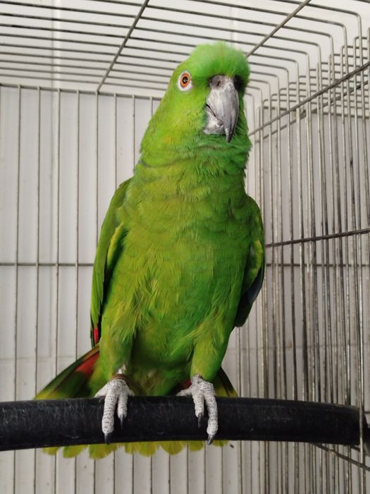 Fêmea adulta Auropalliata