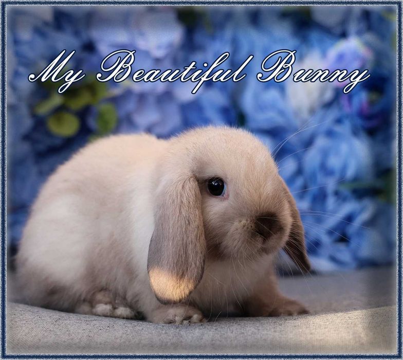 Młody Piękny Królik 100% Mini Lop  - Sallander