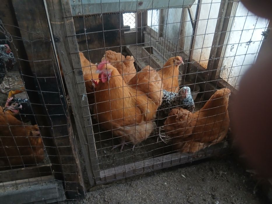 Продам півня орпінгтон  палевий