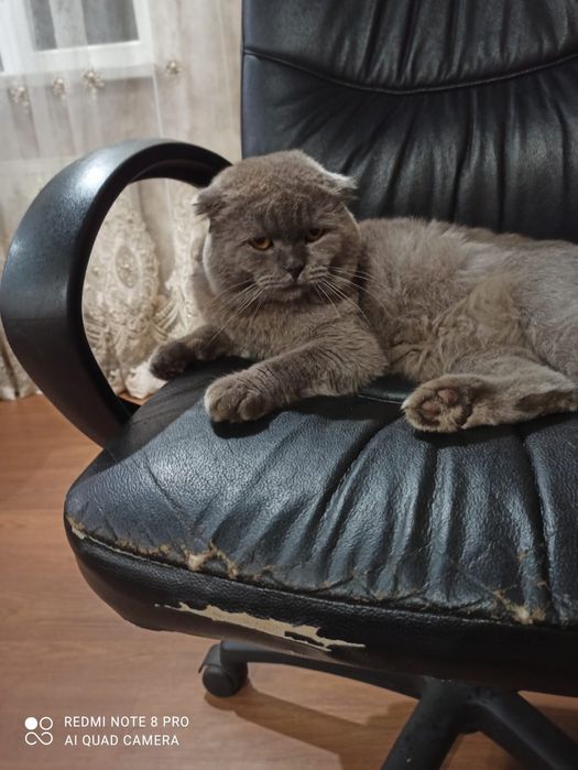 Британський вислоухий Кiт для вязки