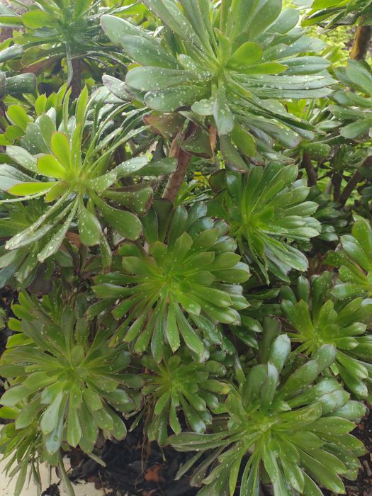 Plantas Suculentas Diversas