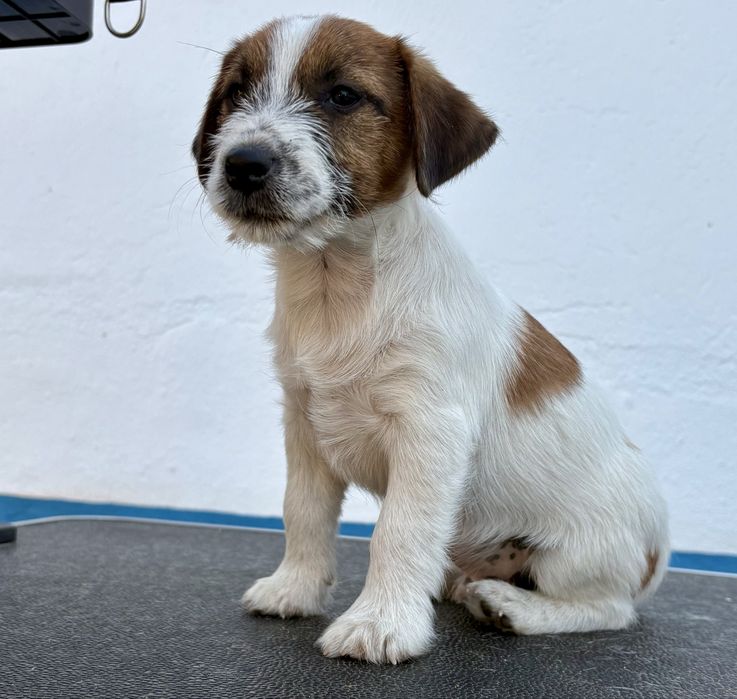 Jack Russell Terrier Broken c/Pedigree e Afixo