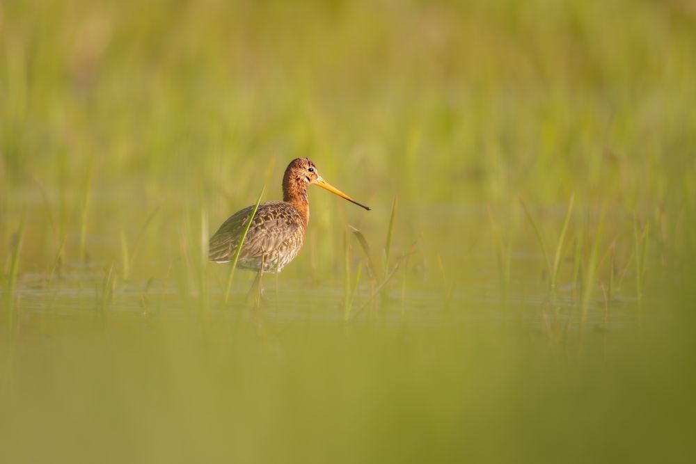 Teleobiektyw Sigma 500 mm F4.5 EX DG HSM Nikon F nie Nikkor Tamron