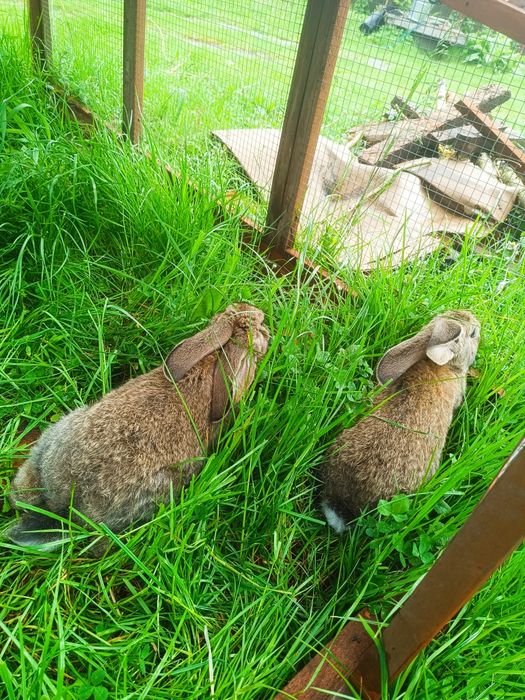 Młode Olbrzymy Belgijskie – 8 tygodni, naturalny chów!