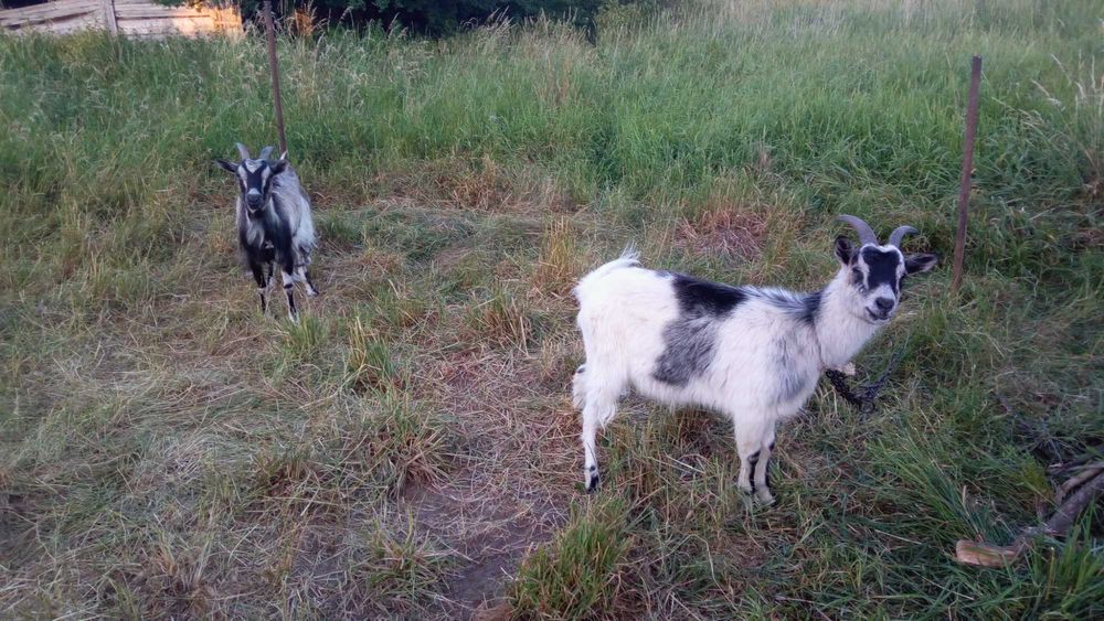 Гарні КОЗИ, шукають, добрі руки і гарний дах над головою.