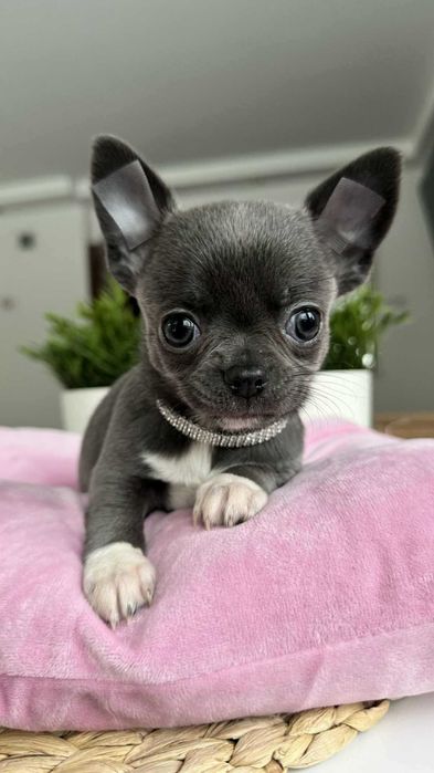 Śliczny Chłopczyk Chihuahua z Rodowodem Niebiesko-biały Mickey