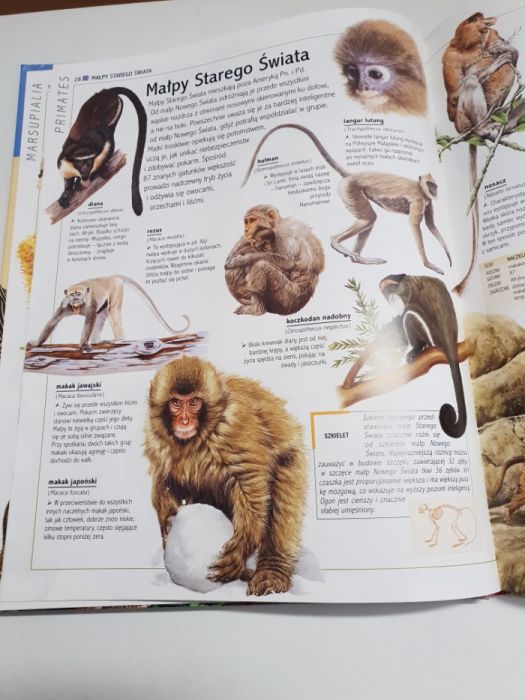 Ssaki Ilustrowana encyklopedia dzikich zwierząt
