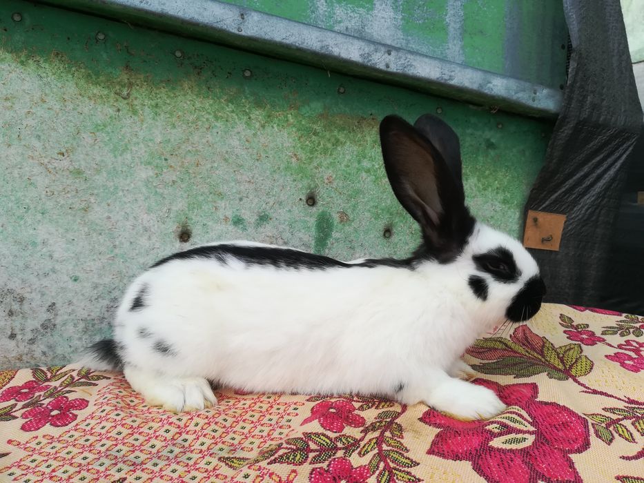 Німецький строкатий велетень (строкач)