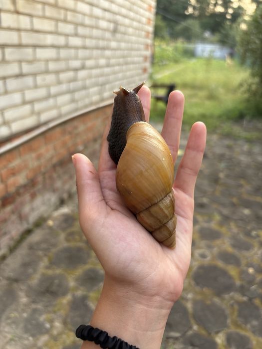 Продам 3 Ахатини Фуліки Стандарт!