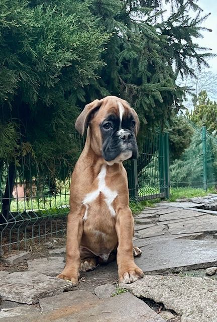 Німецький боксер . Рудий хлопчик .