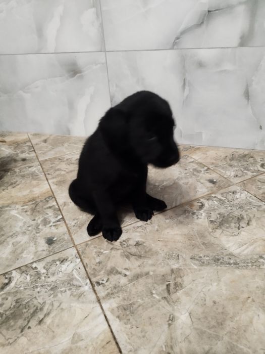 Метиси лабрадора