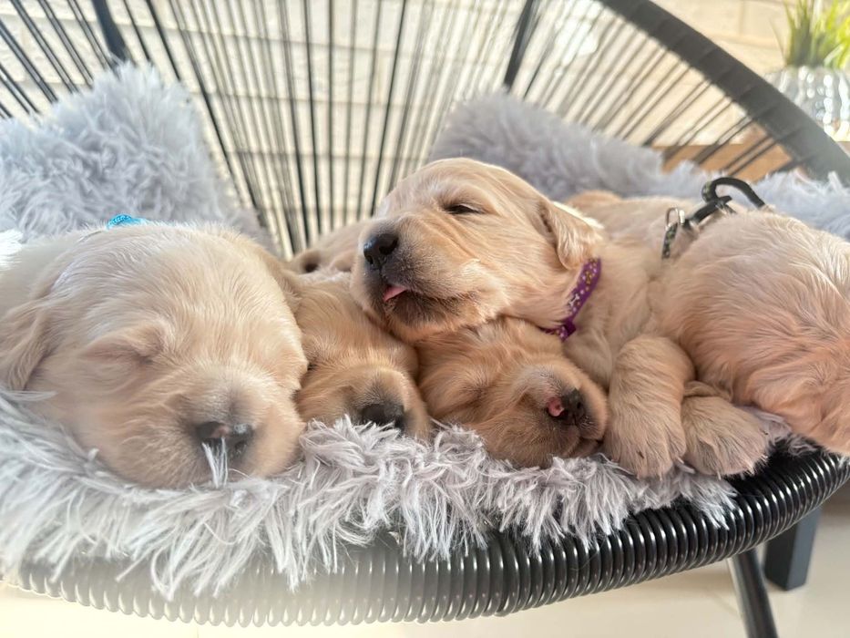 Golden retriever.