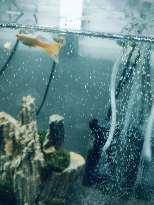 Gupiki Platinum albino