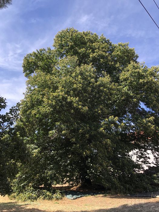 Herdade de 4000m2 perto da Guarda