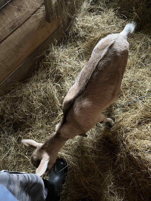 Sprzedam kozę 350zł